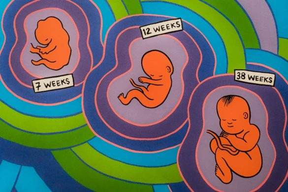 what-makes-a-baby-silverberg-smyth-1 fetus gestation illustration 7, 12, 38 weeks