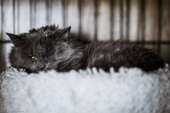 grounchy-feral-kitten a grouchy kitten, recently caught