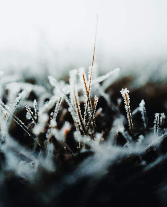 frost on grass