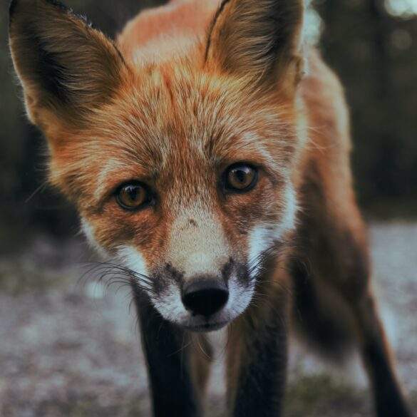 curious fox