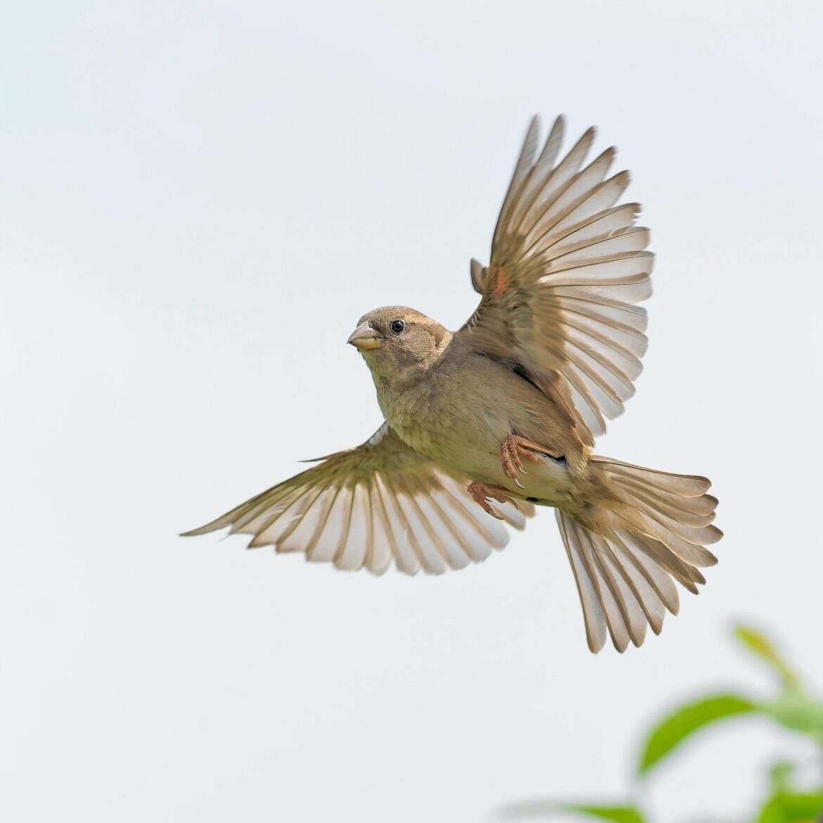 bird in flight by Jacques LE HENAFF
