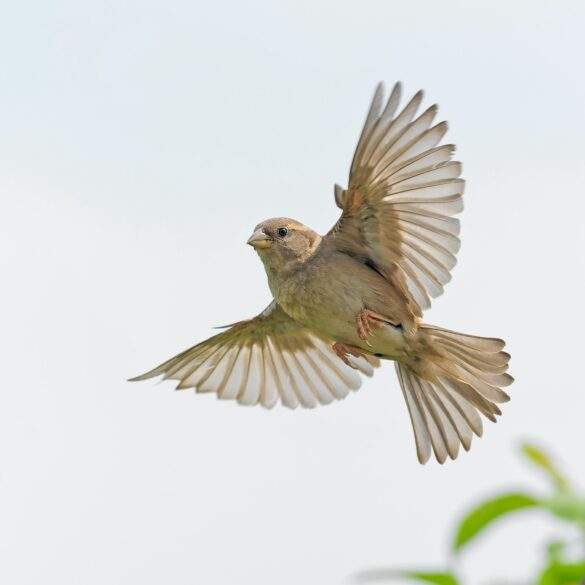 bird in flight by Jacques LE HENAFF