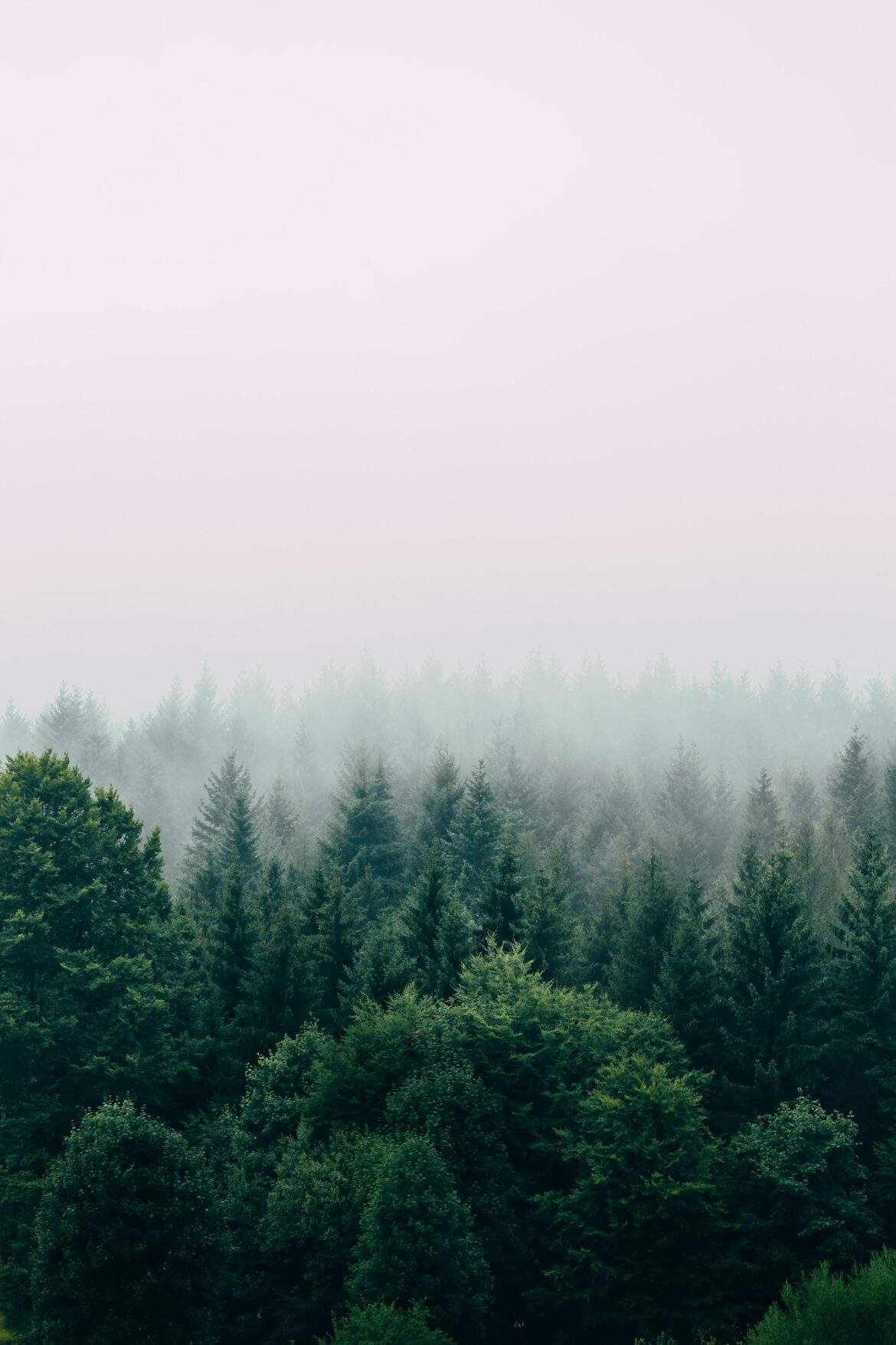 misty evergreen forest