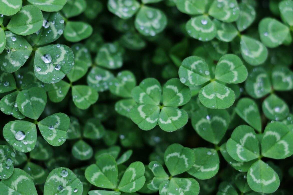 Shamrocks
