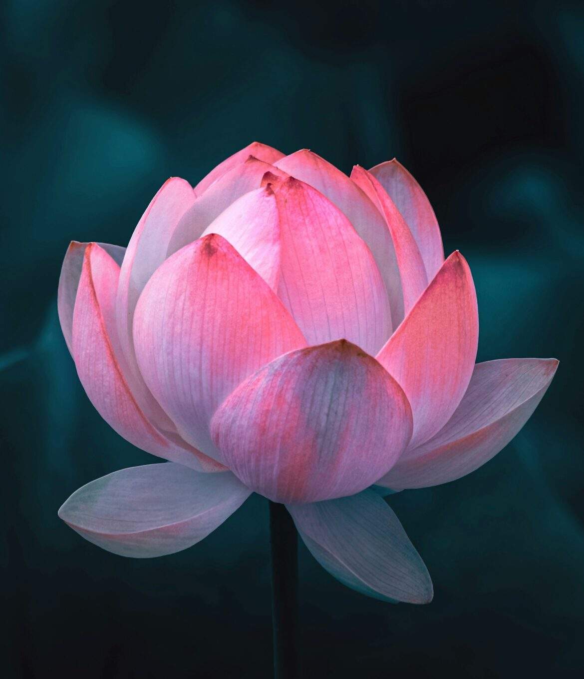 pink lotus