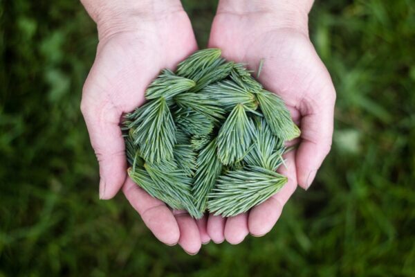 offering of spruce tips